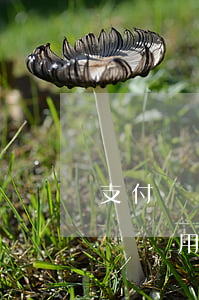 支付寶備用金逾期還清后多久可以再用（支付寶備用金可以逾期還款嗎）