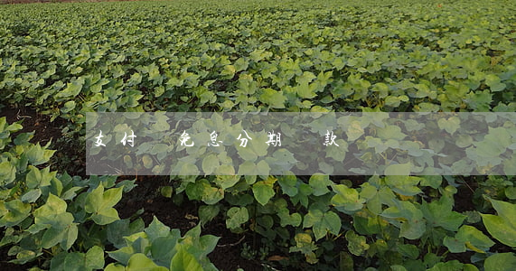 支付寶免息分期還款