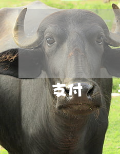 支付寶兩千塊逾期(支付寶兩千塊逾期半年)