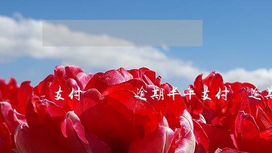 支付寶兩萬逾期半年(支付寶逾期2萬多)