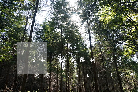 支付寶功能限制導(dǎo)致逾期(支付寶逾期會(huì)有哪些限制)