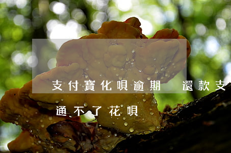 支付寶化唄逾期沒還款(支付寶逾期已還清,開通不了花唄)