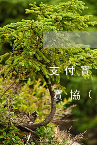 支付寶協(xié)商還款最多多少期(支付寶協(xié)商還款會(huì)上征信嗎)