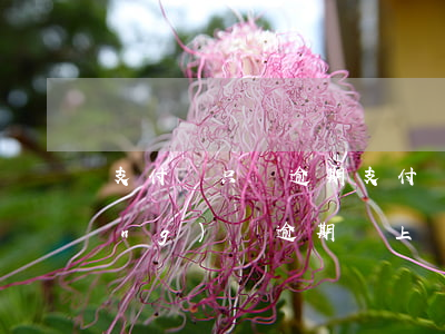 支付寶只還逾期(支付寶逾期半年,已經(jīng)將逾期還上)