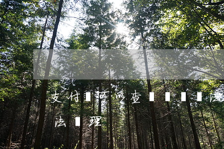 支付寶可以查駕駛證違法嗎(支付寶駕駛證違法處理)