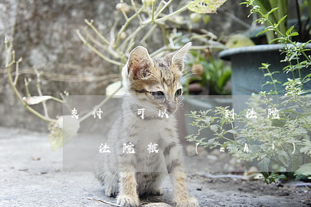 支付寶可以轉賬到法院執(zhí)行賬號嗎(法院被執(zhí)行人支付寶能用么)