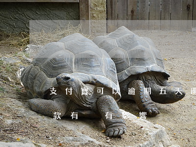 支付寶可以逾期五天還嗎(支付寶逾期3天還款,有沒有影響)