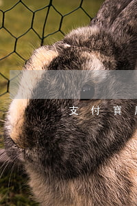支付寶周轉金逾期(支付寶周轉金逾期)