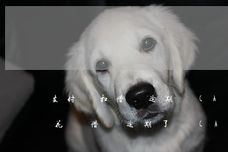 支付寶和借唄逾期會(huì)怎樣(支付寶花唄借唄逾期了會(huì)怎么樣嗎)