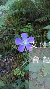 支付寶和微粒貸逾期會被起訴嗎 微粒貸逾期會起訴么