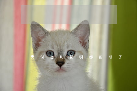 支付寶和花唄都逾期了