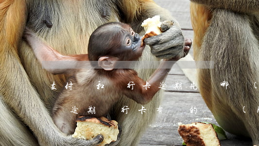 支付寶和銀行卡逾期先還哪個(gè)(支付寶逾期銀行卡有錢的話會(huì)不會(huì)自動(dòng)還)