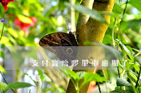 支付寶哈啰單車逾期了-哈羅單車欠費有事嗎