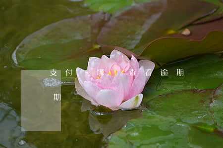 支付寶哪兒查看逾期記錄（支付寶從哪里看逾期）