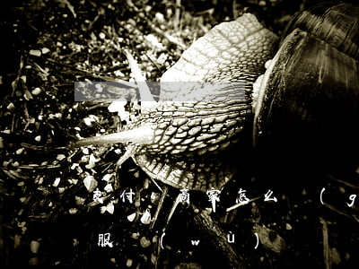 支付寶商家怎么關(guān)閉分期免息服務(wù)