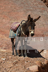 支付寶商業(yè)貸要是降額度被逼逾期(支付寶逾期會(huì)降低額度嗎)
