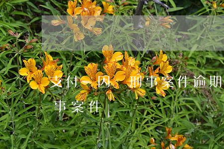支付寶因為刑事案件逾期了(支付寶逾期是刑事案件嗎?)