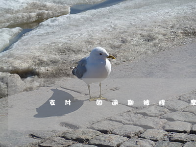 支付寶因逾期被降額度能恢復嗎-
