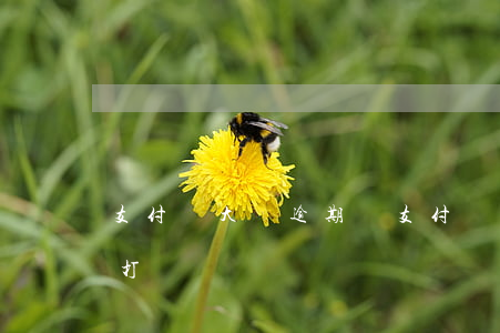 支付寶大號逾期會(支付寶大號逾期會給小號打電話嗎)