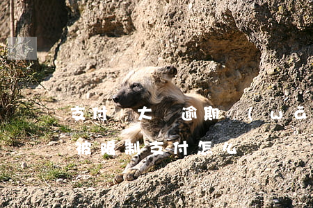 支付寶大號逾期 網(wǎng)貸逾期微信被限制支付怎么辦
