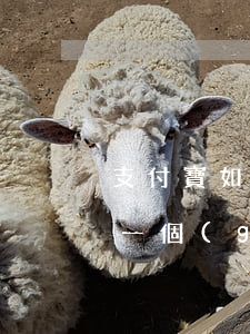 支付寶如果逾期,利息是多少錢(qián)一個(gè)月（支付寶逾期一個(gè)月利息）