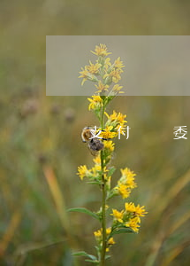 支付寶委托起訴(支付寶委托起訴怎么操作)