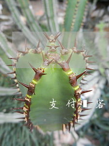 支付寶客逾期3個月(支付寶逾期兩個月了)