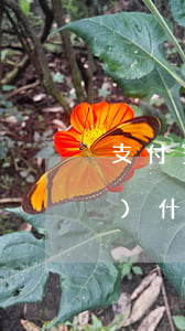 支付寶寄送律師函(支付寶的律師函發(fā)什么快遞)