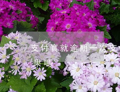 支付寶就逾期一次(支付寶逾期一次有什么后果嗎)