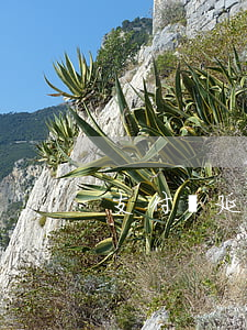 支付寶延遲是逾期的嗎(支付寶可以逾期多久?)