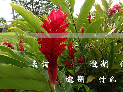支付寶從來沒逾期為什么說有問題-支付寶從來沒逾期為什么說有問題呢
