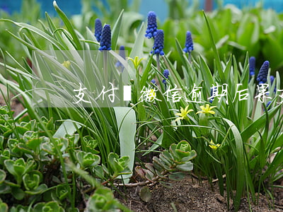 支付寶微信逾期后果(支付寶微信逾期后果)