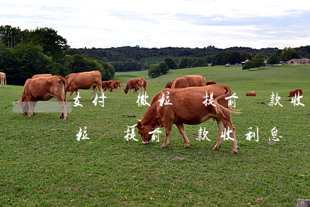 支付寶微粒貸提前還款收利息嗎-支付寶微粒貸提前還款收利息嗎是真的嗎