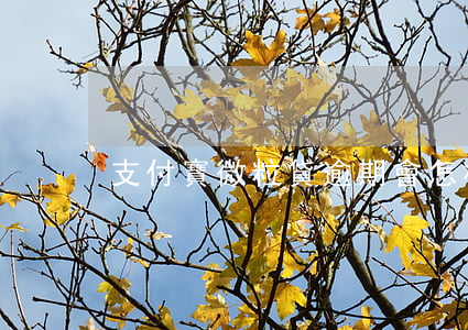 支付寶微粒貸逾期會怎樣
