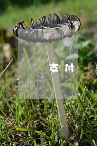 支付寶微貸產(chǎn)品逾期指的什么