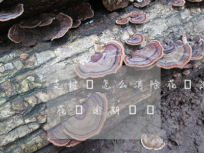 支付寶怎么消除花唄逾期-支付寶怎么消除花唄逾期記錄