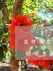 支付寶怎樣協(xié)商停息掛賬(支付寶花唄怎么停息掛賬嗎)