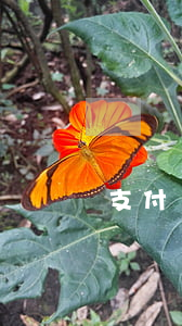支付寶戒備逾期咋辦(支付寶逾期如何處理)