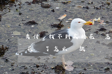 支付寶找不到欠的花唄怎么還(支付寶找不到花唄了,怎么還款)