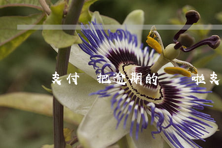 支付寶把逾期的錢還啦(支付寶逾期還一點錢)