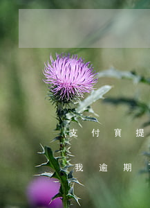 支付寶提醒有逾期未處理(沒有逾期支付寶說我逾期了)