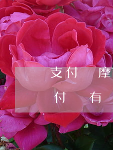 支付寶摩范出行逾期上征信嗎-征信逾期支付寶有額度嗎