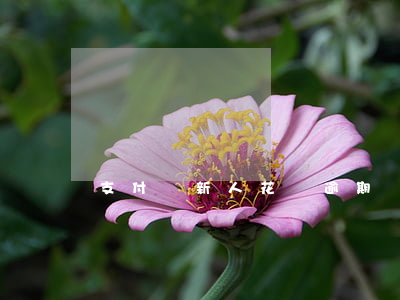支付寶新人花唄逾期