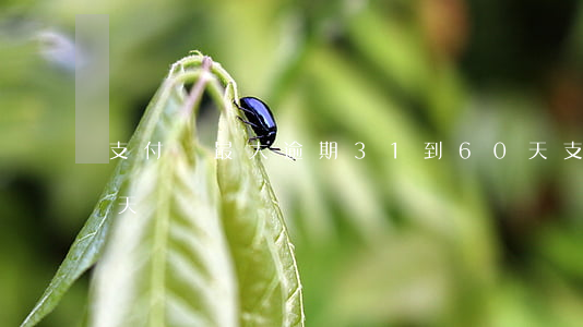 支付寶最大逾期31到60天 支付寶逾期六天