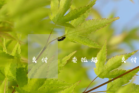 支付寶會委托起訴嗎(支付寶會委托起訴嗎)