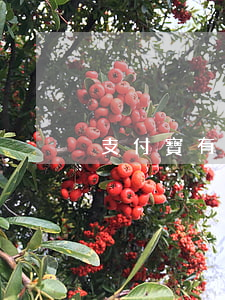 支付寶有起訴影響什么（支付寶被起訴留案底）