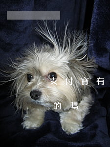 支付寶有逾期兩年的嗎(有支付寶逾期兩三年的嗎)