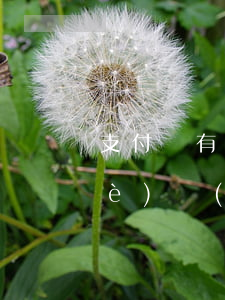 支付寶有逾期可以辦營(yíng)業(yè)執(zhí)照嗎(支付寶有逾期可以辦營(yíng)業(yè)執(zhí)照嗎)