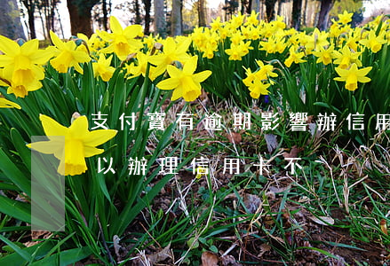 支付寶有逾期影響辦信用卡嗎(支付寶逾期可以辦理信用卡不)