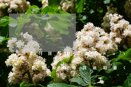 支付寶有逾期會(huì)不會(huì)影響車貸(車貸逾期會(huì)影響支付寶使用嗎?)